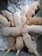 Labrador Retriever Puppies for sale in Omer, MI 48749, USA. price: $80,000