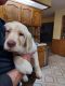 Labrador Retriever Puppies for sale in Archbold, OH 43502, USA. price: $500