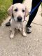 Labrador Retriever Puppies for sale in Laurel, MD 20707, USA. price: $200