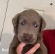 Labrador Retriever Puppies for sale in Maple Hill, NC 28454, USA. price: $900