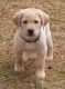 Labrador Retriever Puppies for sale in Manton, MI 49663, USA. price: $1,000