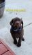 Labrador Retriever Puppies for sale in Springdale, WA, USA. price: $1,000
