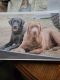 Labrador Retriever Puppies for sale in Harbor Beach, MI 48441, USA. price: $700