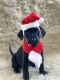 Labrador Retriever Puppies for sale in Southwick, MA, USA. price: $1,800