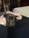 Labrador Retriever Puppies for sale in Inkster, MI 48141, USA. price: $50,000