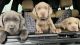 Labrador Retriever Puppies for sale in Hitchcock, TX 77563, USA. price: $1,250