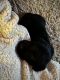 Labrador Retriever Puppies for sale in 6610 S 194th Plaza, Omaha, NE 68135, USA. price: $500