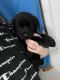 Labrador Retriever Puppies for sale in Manton, MI 49663, USA. price: $800