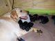 Labrador Retriever Puppies for sale in Houston, TX, USA. price: $600