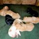 Labrador Retriever Puppies for sale in Mebane, NC 27302, USA. price: $800