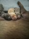 Labrador Retriever Puppies for sale in Beaverton, OR, USA. price: $400