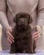 Labrador Retriever Puppies for sale in California City, CA, USA. price: $800