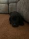 Labrador Retriever Puppies for sale in Inkster, MI 48141, USA. price: $500