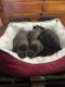 Labrador Retriever Puppies for sale in Baldwin Park, CA, USA. price: $2,000