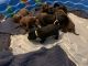 Labrador Retriever Puppies for sale in Sabina, OH 45169, USA. price: $800