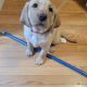 Labrador Retriever Puppies for sale in Gresham, OR 97080, USA. price: $800