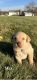 Labrador Retriever Puppies for sale in Fredericksburg, OH 44627, USA. price: $850