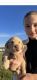 Labrador Retriever Puppies for sale in Fredericksburg, OH 44627, USA. price: $1,000