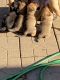 Labrador Retriever Puppies