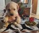 Labrador Retriever Puppies for sale in Houghton Lake, MI, USA. price: $1,000