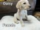 Labrador Retriever Puppies for sale in Upper Sandusky, OH 43351, USA. price: $300