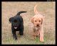 Labrador Retriever Puppies for sale in Scranton, PA, USA. price: $500
