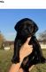 Labrador Retriever Puppies for sale in Fredericksburg, OH 44627, USA. price: $1,200