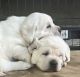 Labrador Retriever Puppies for sale in Wheatland, CA, USA. price: $2,000