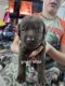 Labrador Retriever Puppies for sale in Weiser, ID 83672, USA. price: $1,000