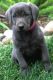 Labrador Retriever Puppies for sale in Reedley, CA, USA. price: NA