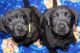 Labrador Retriever Puppies for sale in Port Orchard, WA, USA. price: $600