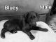 Labrador Retriever Puppies for sale in Upper Sandusky, OH 43351, USA. price: $200