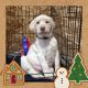 Labrador Retriever Puppies for sale in Bellaire, MI 49615, USA. price: $900