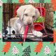 Labrador Retriever Puppies for sale in Bellaire, MI 49615, USA. price: $900