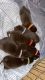 Labrador Retriever Puppies for sale in Hope Hull, AL 36043, USA. price: $200