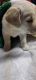Labrador Retriever Puppies for sale in Hope Valley, Hopkinton, RI 02832, USA. price: $900