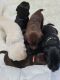 Labrador Retriever Puppies for sale in Salem, NJ 08079, USA. price: $2,000