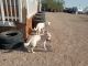 Labrador Retriever Puppies for sale in Blythe, CA, USA. price: $200