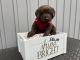 Labrador Retriever Puppies for sale in Richlands, North Carolina. price: $70,000