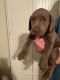 Labrador Retriever Puppies for sale in Kenton, OH 43326, USA. price: $500