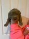 Labrador Retriever Puppies for sale in Nettleton, MS 38858, USA. price: $800