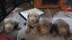 Labrador Retriever Puppies for sale in Toledo, OH, USA. price: $775