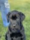 Labrador Retriever Puppies for sale in Birch Run, Michigan. price: $800
