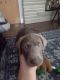 Labrador Retriever Puppies for sale in Wickliffe, Ohio. price: $700