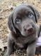 Labrador Retriever Puppies for sale in Sulphur Springs, Texas. price: $1,100