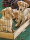 Labrador Retriever Puppies for sale in Marana, AZ, USA. price: $350