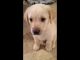 Labrador Retriever Puppies for sale in Fishkill, New York. price: $100,000