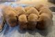 Labrador Retriever Puppies for sale in Los Angeles, California. price: $2,000