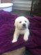 Labrador Retriever Puppies for sale in Sacramento, California. price: $1,800