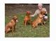 Labrador Retriever Puppies for sale in 10206 Sharptown Rd, Mardela Springs, MD 21837, USA. price: $2,000